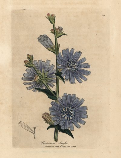 Blauw bloeiende wilde cichorei, Cichorium intybus door James Sowerby