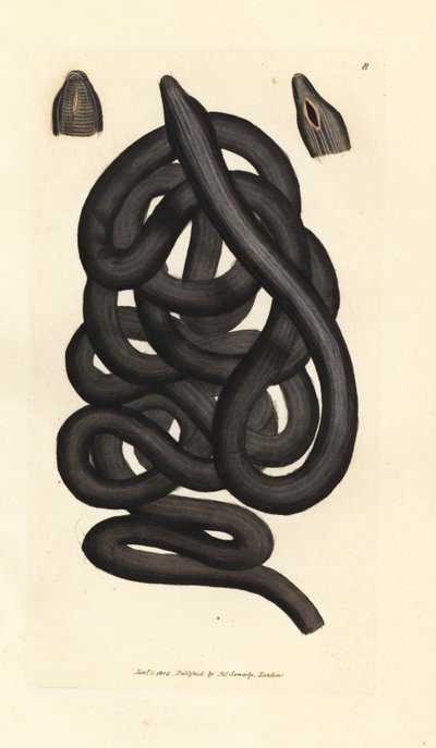 Snoerworm, Lineus longissimus. Handgekleurde kopergravure door James Sowerby uit The British Miscellany, of Coloured figures of new, rare, or little known animal subjects. door James Sowerby