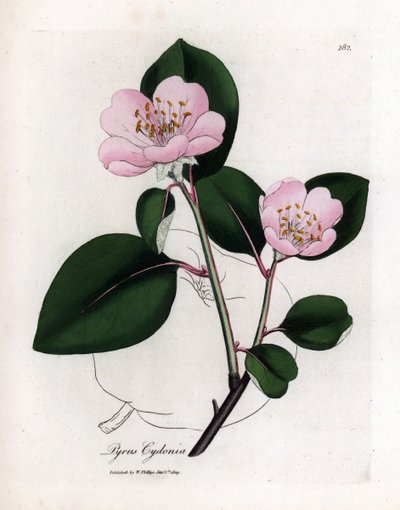 Botanische plaat: bloemen en kweepeer, vrucht van Cognassier (Cydonia oblonga) - Roze bloemige kweepeerboom met omtrek van vrucht, Pyrus cydonia. Handgekleurde kopergravure uit een botanische illustratie door James Sowerby uit William Woodville en Sir Wil door James Sowerby