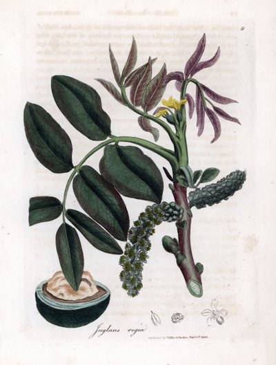 Botanische plaat: bladeren, planten en walnootvrucht Bladeren, gele bloem en noot van de gewone walnotenboom, Juglans regia. Handgekleurde kopergravure uit een botanische illustratie door James Sowerby uit William Woodville en Sir William Jackson Hooker
