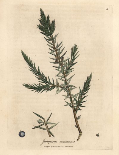 Tak en bessen van gewone jeneverbes, Juniperus communis door James Sowerby