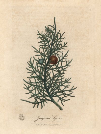 Tak en bessen van de cederboom, Juniperus lycia door James Sowerby