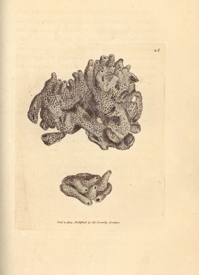 Broodkruimelspons, Halichondria panicea door James Sowerby