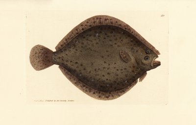 Griet of vlieger vis, Scophthalmus rhombus (Pleuronectes rhombus). Handgekleurde kopergravure door James Sowerby uit The British Miscellany, of Coloured figures of new, rare, or little known animal subjects. door James Sowerby
