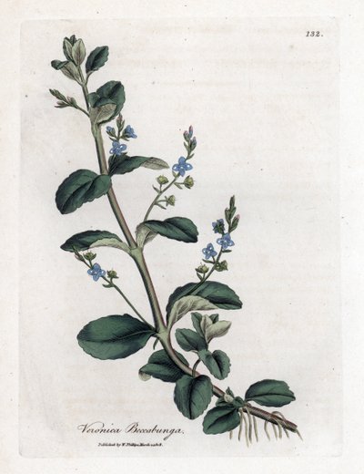 Beekpunge, Veronica beccabunga. Handgekleurde kopergravure uit een botanische illustratie door James Sowerby uit William Woodville en Sir William Jackson Hooker