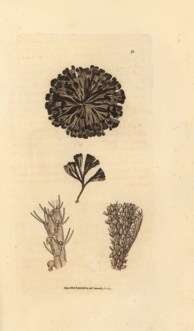 Bugulina avicularia door James Sowerby