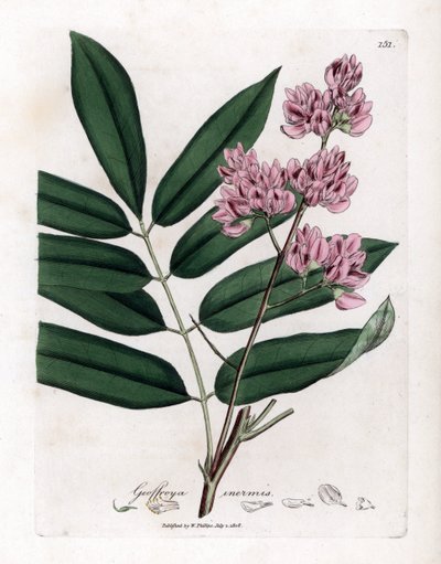 Koolboom of koolschors - Koolboom, Andira inermis. Handgekleurde kopergravure uit een botanische illustratie van James Sowerby uit William Woodville en Sir William Jackson Hooker