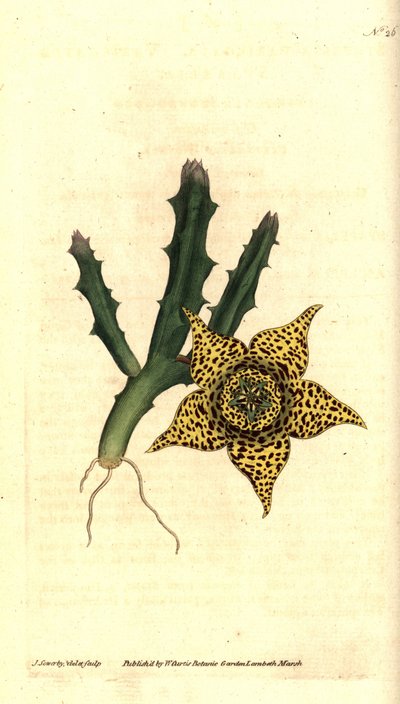 Cactus zetmeel - Orbea variegata (Bonte stapelia, Stapelia variegata). Handgekleurde kopergravure en botanische illustratie door James Sowerby uit William Curtis