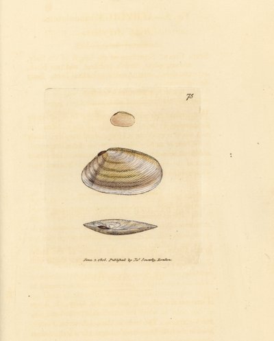 Snoepstok tellinaschelp, Tellina similis. Handgekleurde kopergravure door James Sowerby uit The British Miscellany, of Coloured figures of new, rare, or little known animal subjects. door James Sowerby