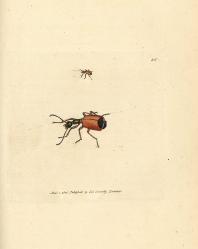 Carabus rotundicollis kever door James Sowerby