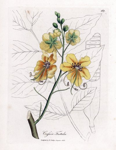 Gouden regenboom, Cassia fistula. Illustratie van James Sowerby uit William Woodville en Sir William Jackson Hooker