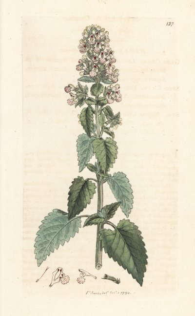 Kattekruid, Nepeta cataria (cataire) Handgekleurde kopergravure naar een illustratie van James Sowerby uit James Smith