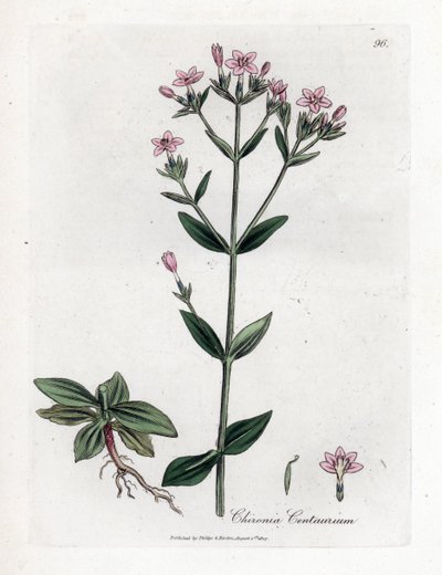 Centaurie Chironia - Centaurie, Chironia centaurium. Handgekleurde kopergravure uit een botanische illustratie door James Sowerby uit William Woodville en Sir William Jackson Hooker