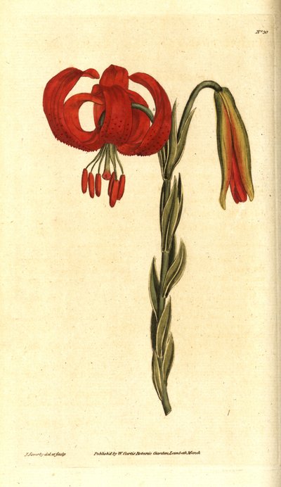 Chalcedonische lelie, Lilium chalcedonicum door James Sowerby