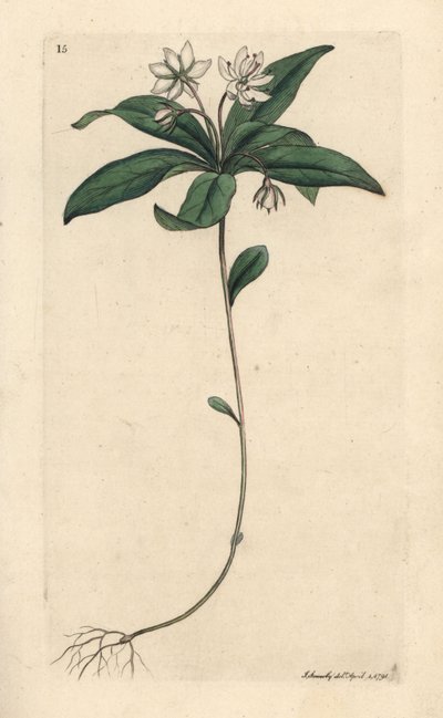 Vogelmuur wintergroen, Lysimachia europaea. Handgekleurde kopergravure naar een illustratie door James Sowerby uit James Smith