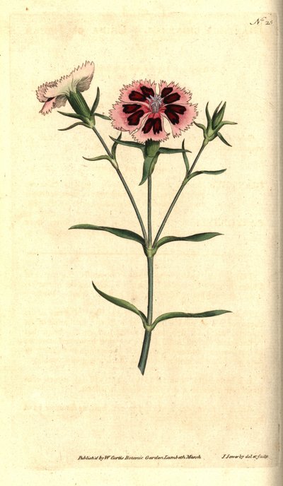 Chinese anjer, Dianthus chinensis door James Sowerby