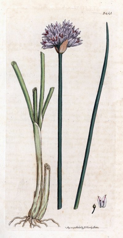 Bieslook, Allium schoenoprasum. Illustratie van James Sowerby uit James Smith