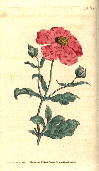Cistus - Grijze cistusroos, Cistus incanus. Handgekleurde kopergravure en botanische illustratie door James Sowerby uit William Curtis