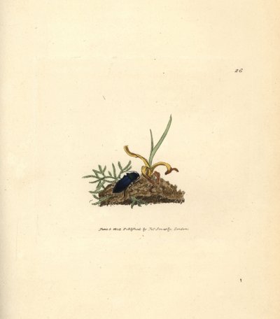 Kniptor, Selatosomus aeneus (Elater cyaneus). Handgekleurde kopergravure door James Sowerby uit The British Miscellany, of Coloured figures of new, rare, or little known animal subjects. door James Sowerby