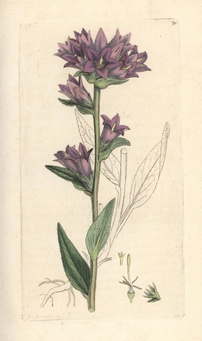 Geknoopte klokjesbloem, Campanula glomerata. Handgekleurde kopergravure naar een illustratie door James Sowerby uit James Smith