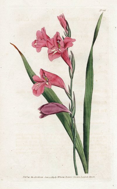 Gewone Gladiool - Lithografie door James Sowerby (1757-1822), uit het Botanical Magazine van William Curtis (1746-1799) door James Sowerby