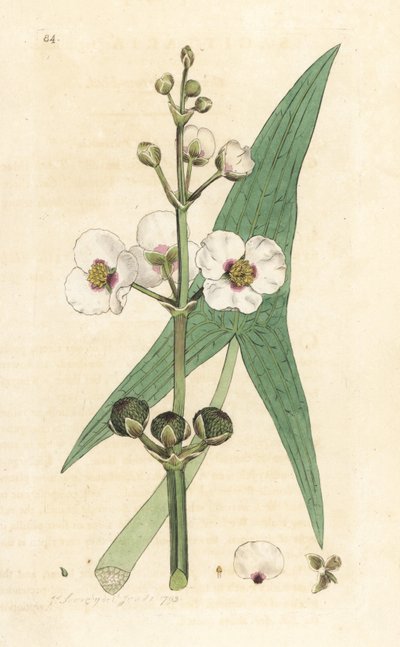 Pijlkruid, Sagittaria sagittifolia. Handgekleurde kopergravure naar een illustratie van James Sowerby uit James Smith
