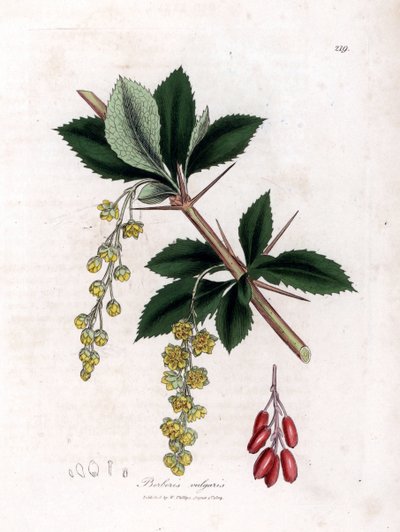 Gewone berberis - Gewone berberis, Berberis vulgaris door James Sowerby