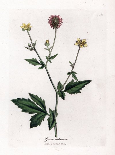 Gewone benoite of gras van Sint Benoit - Houtavens, Geum urbanum. Handgekleurde kopergravure uit een botanische illustratie door James Sowerby uit William Woodville en Sir William Jackson Hooker