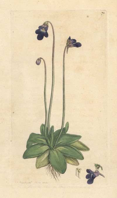 Gewone boterbloem, Pinguicula vulgaris (grasette) door James Sowerby
