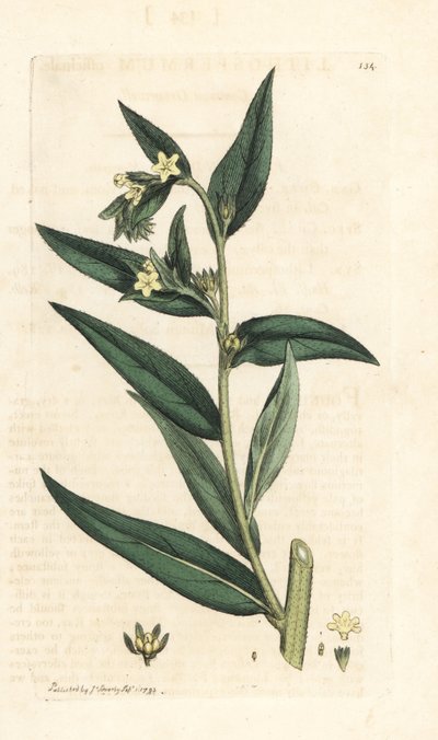 Gewone steenbreek, Lithospermum officinale. Handgekleurde kopergravure naar een illustratie van James Sowerby uit James Smith