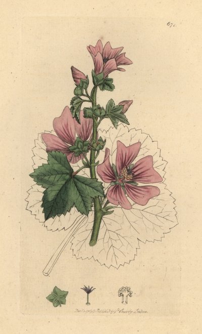 Kaasjeskruid, Malva sylvestris, handgekleurde kopergravure naar een tekening van James Sowerby voor James Smith