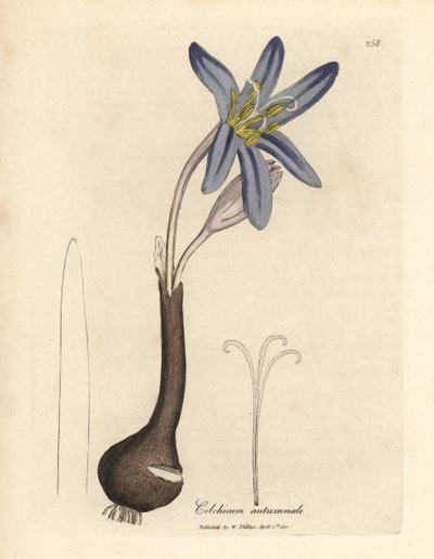Herfsttijloos, Colchicum autumnale door James Sowerby