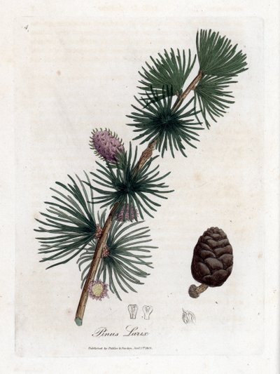 Gewone of Europese lariks - Europese lariksboom, Larix decidua. Handgekleurde kopergravure uit een botanische illustratie door James Sowerby uit William Woodville en Sir William Jackson Hooker