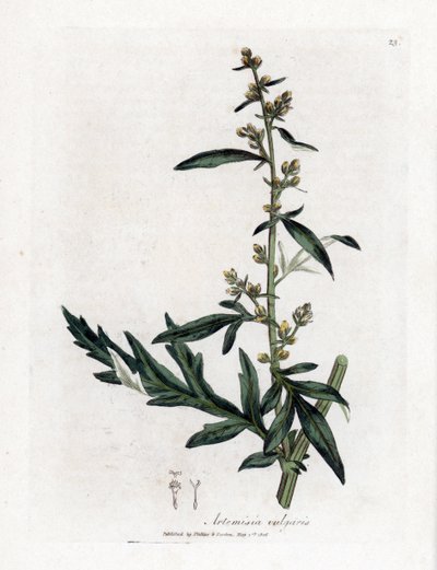 Bijvoet, Artemisia vulgaris. Illustratie van James Sowerby uit William Woodville en Sir William Jackson Hooker