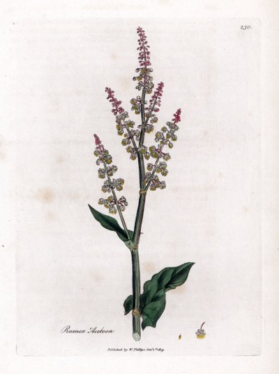 Tuinzuring, Rumex acetosa. Illustratie van James Sowerby uit William Woodville en Sir William Jackson Hooker