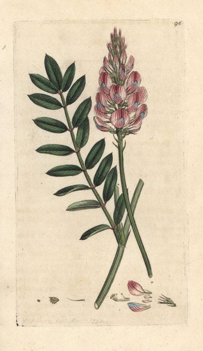 Gewone esparcette, Onobrychis viciifolia (Hedysarum onobrychis) (Gecultiveerde esparcette) door James Sowerby