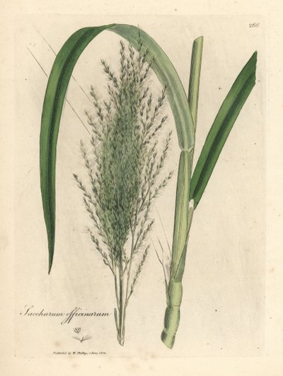 Gewone suikerriet, Saccharum officinarum door James Sowerby