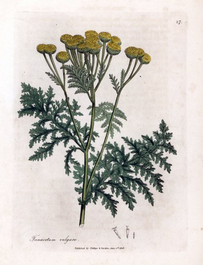Boerenwormkruid, Tanacetum vulgare. Illustratie van James Sowerby uit William Woodville en Sir William Jackson Hooker
