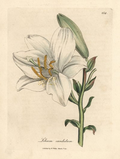 Gewone witte lelie, Lilium candidum door James Sowerby