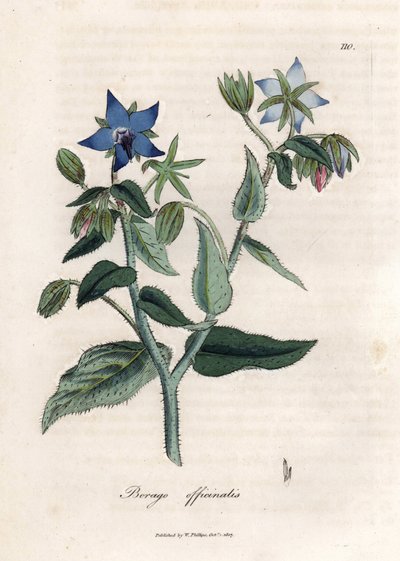 Compendiale bernagie. Handgekleurde kopergravure uit een tekening door James Sowerby (1757-1822), in 