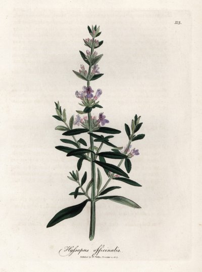 Compendiale hysop. Illustratie van James Sowerby in 