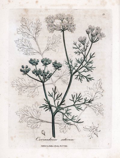 Koriander (Coriandrum sativum). Handgekleurde kopergravure uit een illustratie door James Sowerby. Fragment uit het boek van William Woodville en Sir William Jackson Hooker 