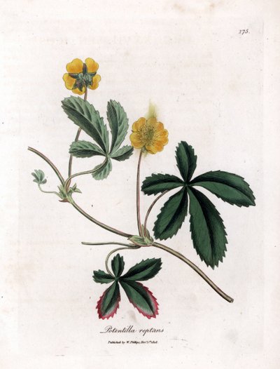 Kruipende vijfvingerkruid of quintefeuille - Gewone vijfvingerkruid, Potentilla reptans. Handgekleurde kopergravure uit een botanische illustratie van James Sowerby uit William Woodville en Sir William Jackson Hooker