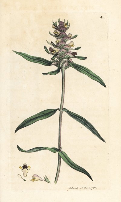 Gekamde koekoeksbloem, Melampyrum cristatum (Melampyre) door James Sowerby