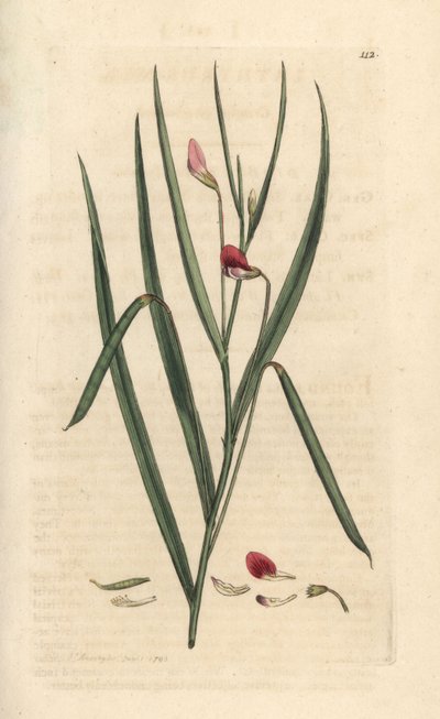 Rode lathyrus, Lathyrus nissolia. Handgekleurde kopergravure naar een illustratie van James Sowerby uit James Smith
