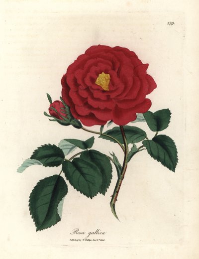 Karmozijnrode apothekersroos, Rosa gallica door James Sowerby