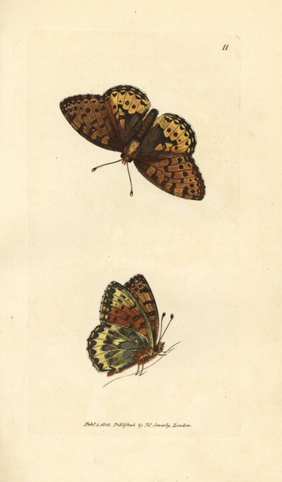 Donkergroene parelmoervlinder, Argynnis aglaia door James Sowerby