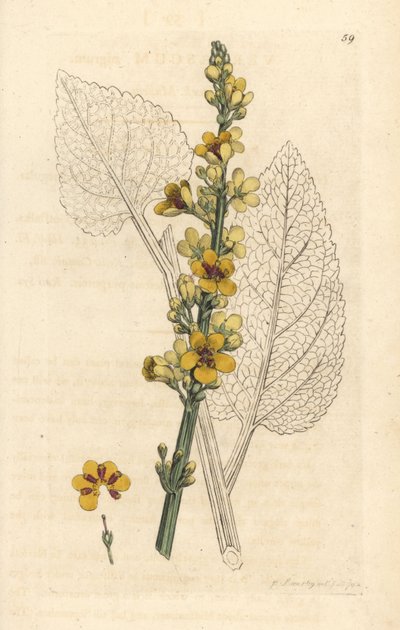 Donkere toorts, Verbasum nigrum (zwarte molene) door James Sowerby