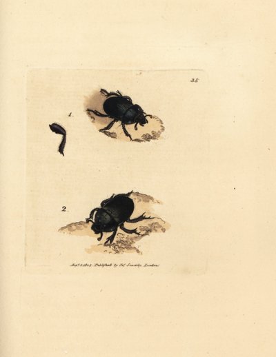 Aardkever of mestkever, Geotrupes puncticollis (Scarabaeus spiniger). Handgekleurde kopergravure door James Sowerby uit The British Miscellany, of Coloured figures of new, rare, or little known animal subjects. door James Sowerby