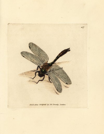 Donkere smaragdlibel, Cordulia aenea (Metalen libel, Libellula aenea) door James Sowerby